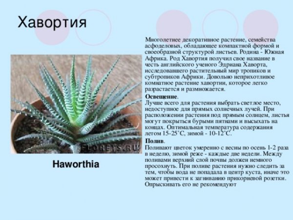 Хавортия