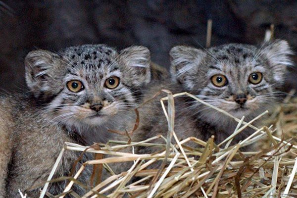 manul 6 Манулята