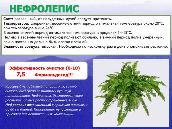 Нефролепис