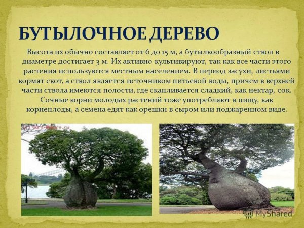 Бутылочное дерево