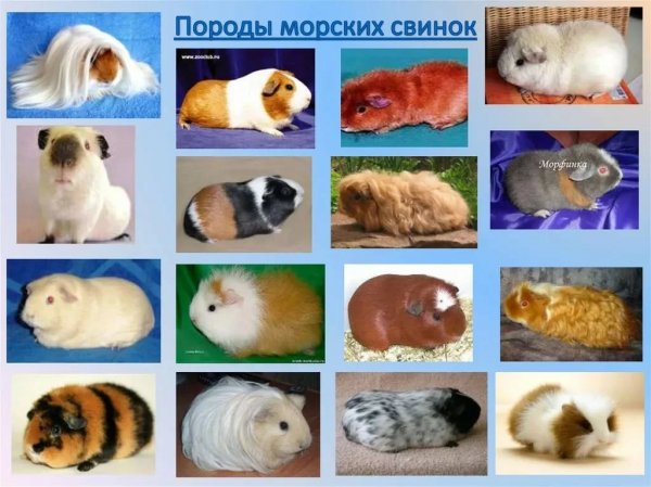 Морские свинки