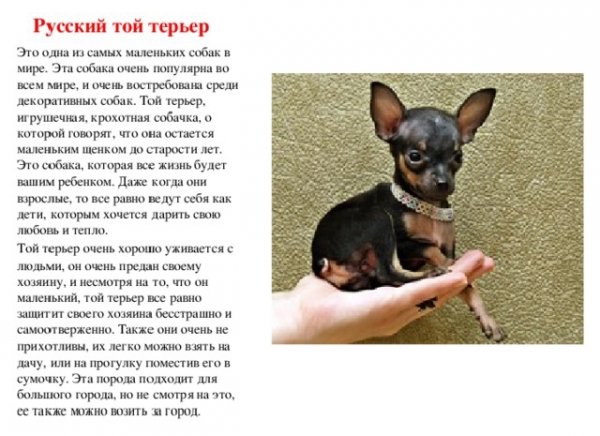 Русский той терьер