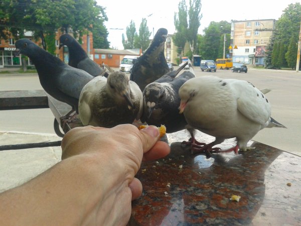 Наглые пернатые