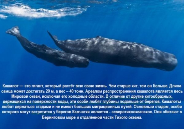 Кашалот
