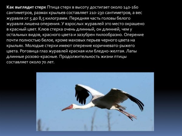 Стерх