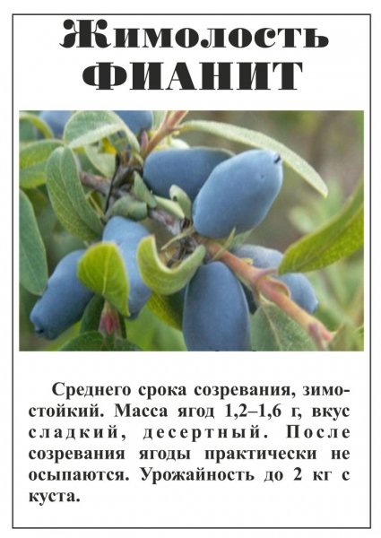 Жимолость Фианит