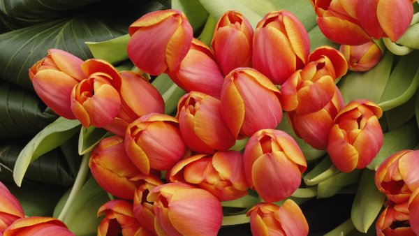 Tulip Arrangement, Amsterdam, The Netherlands