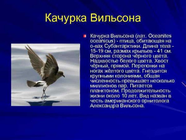 Качурка Вильсона