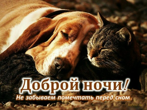 Перед сном