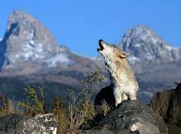 images-5