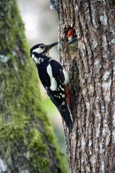 depositphotos 18673991-stock-photo-great-spotted-woodpecker-b