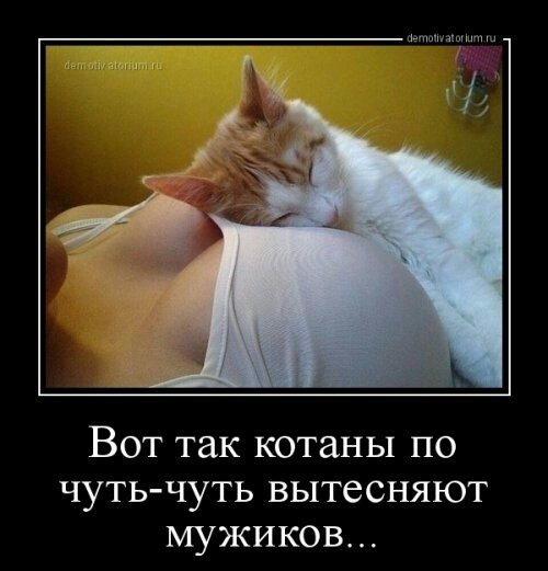 Котаны