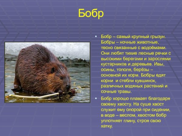 Бобр