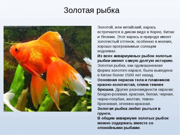 Золотая рыбка