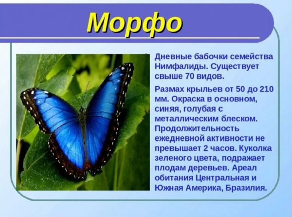 Морфо