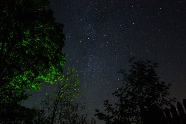 деревья. природа. ночь. млечный путь. звезды. звез