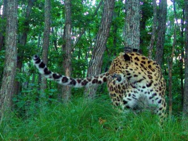 Памела