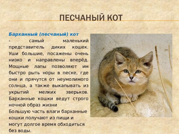 Песчаный кот