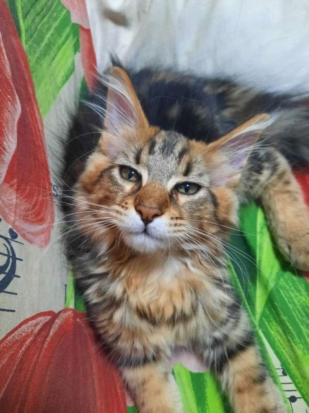 10-18-40-218879374 275862417632223 7549889828625809049 n