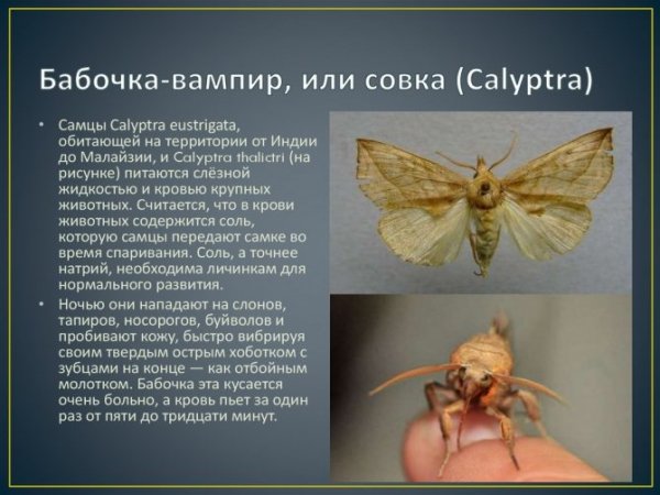 Бабочка - вампир