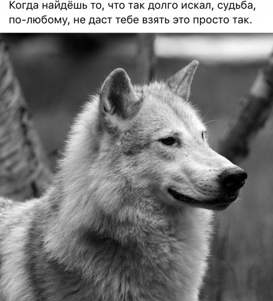 Цитаты Волки