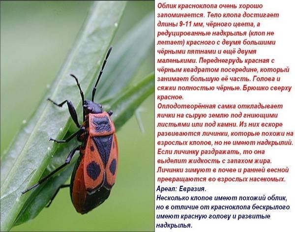 Красноклоп
