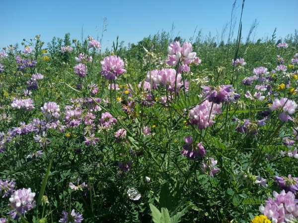 Горох польовий