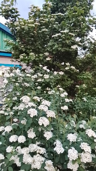 Спирея и калина