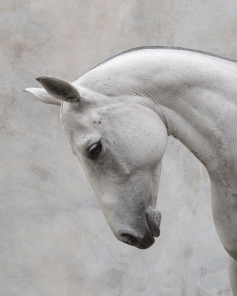 MEDIA # OF HORSE