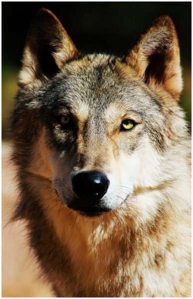 wolf-photography-wolf-totem