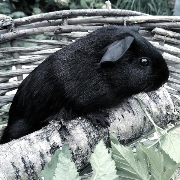 bmb.black image1595544272473