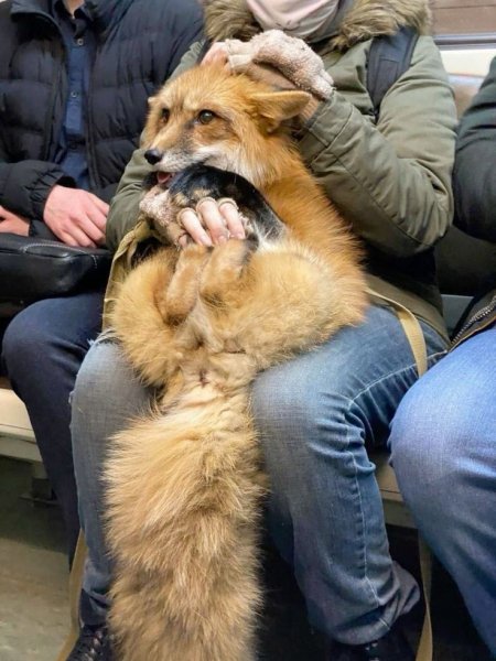 Лисичка