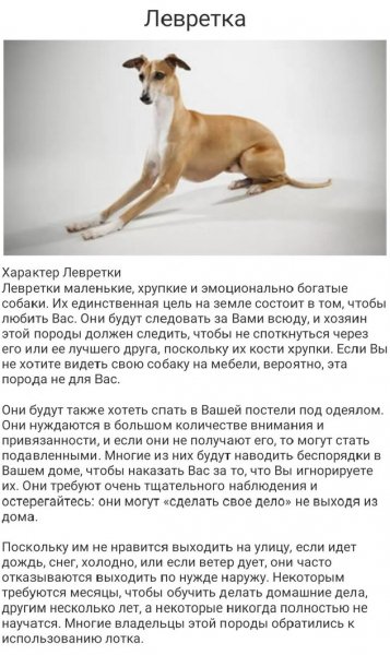Левретка