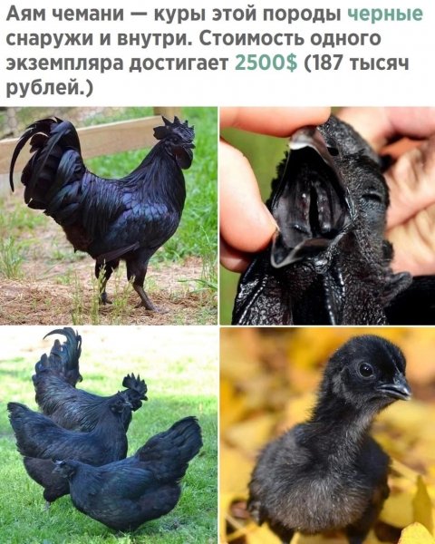 Аям Чемани