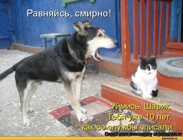 Уймись, Шарик