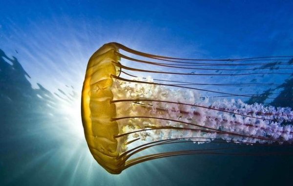 Красота подводного мира