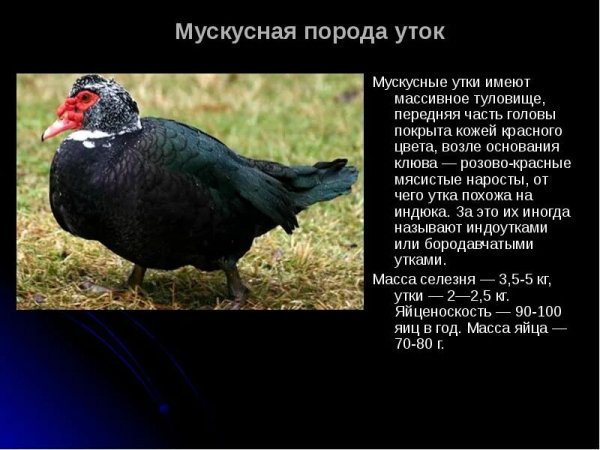 Мускусная порода уток