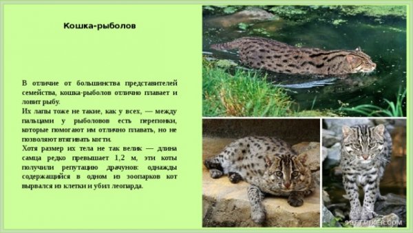 Кошка - рыболов