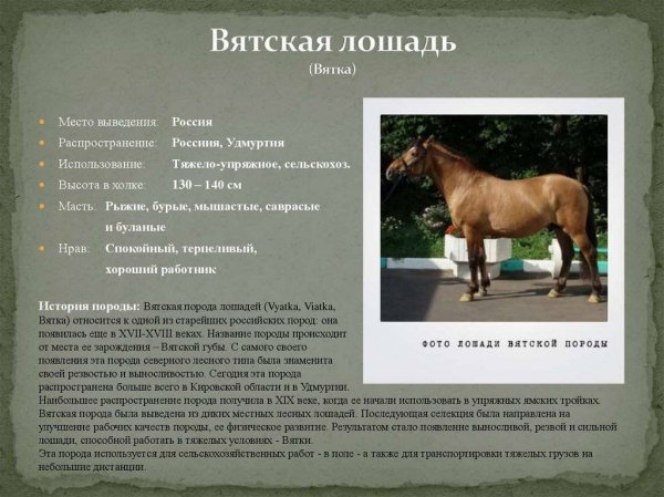 Вятская лошадь