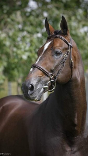 Ой какой!Horses love