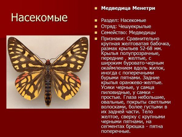 Медведица Менетри