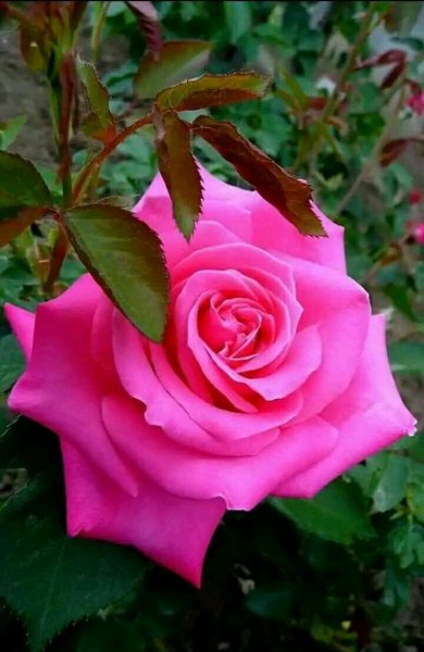 FB IMG 15637213276293522