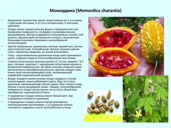 Момордика