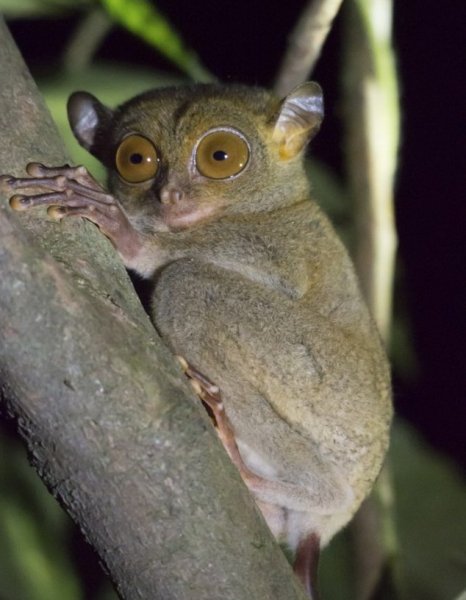 милый глазастик