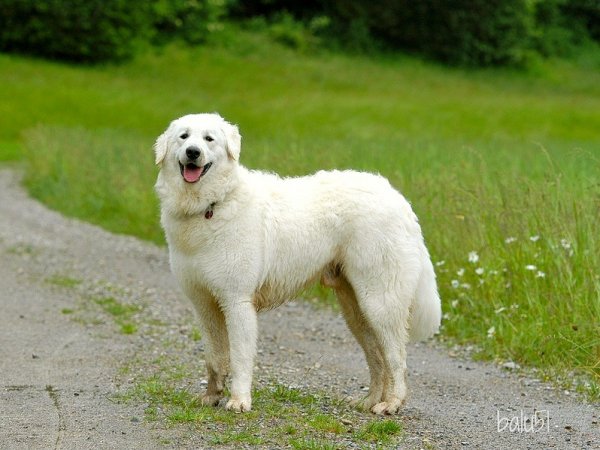 Кувас
