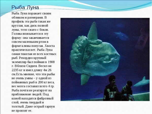 Рыба Луна