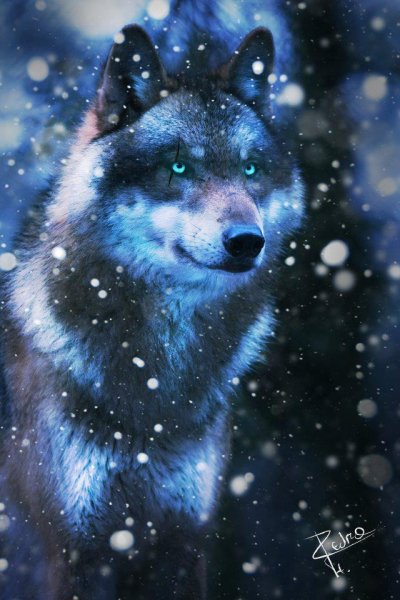 --fantasy-wolf-snow-falls