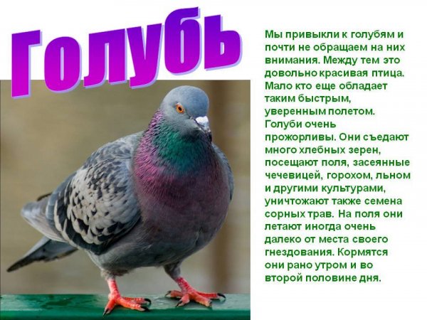 Голубь