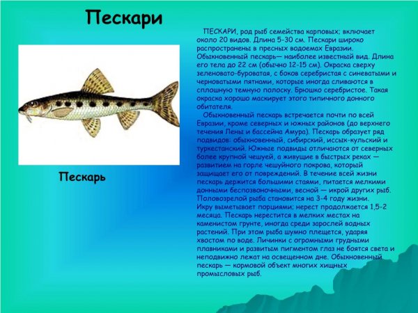 Пескари