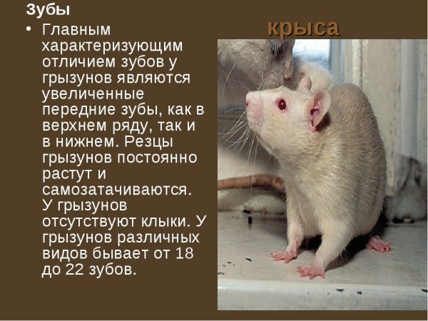 Крыса